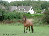 Un cheval dans un pré - Photo prise en Août 2004 par Ph. DELAVAQUERIE.