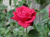 Août 2001. Une rose dans un jardin d'Eure et Loir (28).