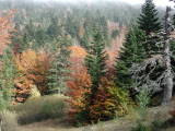 Octobre 2004. Le col de Jau avec ses couleurs d'automne (66).