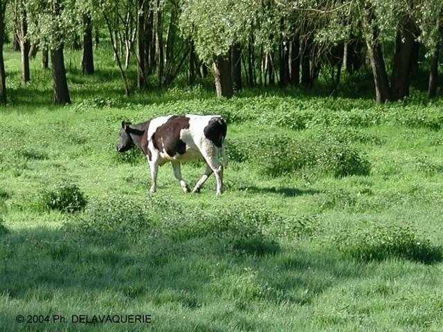Animaux - Mai 2004. Une vache à Ecouen (95).