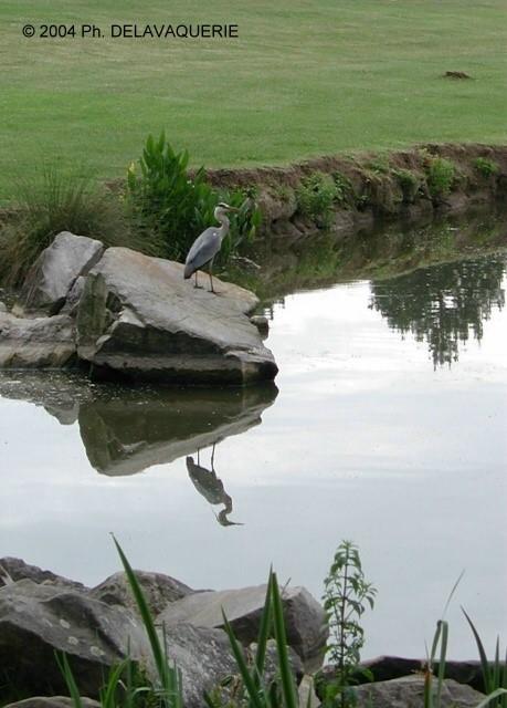 Animaux - Juin 2004. Un héron sur le plan d'eau de Sarcelles (95)