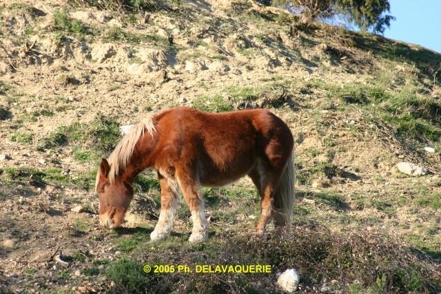 Animaux - Février 2005. Un cheval dans le site des orgues à Ille-sur-Têt (66).