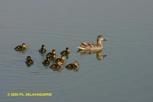 Animaux - Mai 2005. Maman Canard et ses petits sur le lac de Millas (66).