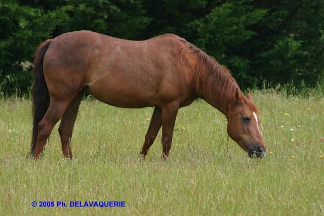 Animaux - Mai 2005. Un cheval dans une pâture à Millas (66).
