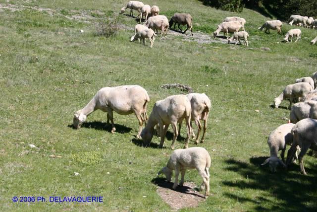 Animaux - Juin 2006. Moutons au col de Mantet dans le massif du Canigou (66).