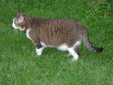 Animaux - Juin 2004. Un chat en Eure et Loir (28).