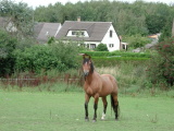 Animaux - Août 2004. Un cheval dans un pré en Eure et Loir (28).
