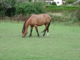 Animaux - Août 2004. Un cheval dans un pré en Eure et Loir (28).
