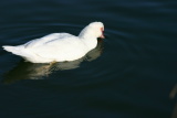 Animaux - Décembre 2004. Canard sur le lac de Millas (66).