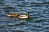 Animaux - Janvier 2005. Canards sur le lac de Millas (66).