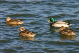 Animaux - Janvier 2005. Canards sur le lac de Millas (66).