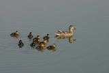 Animaux - Mai 2005. Maman Canard et ses petits sur le lac de Millas (66).