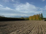 Paysages - Novembre 2004. Les champs près de Millas (66).