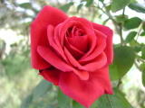 Roses - Mai 2004. Un rosier dans une usine abandonnée à Saint Brice sous forêt (95).