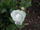 Roses - Mai 2004. Cergy (95).