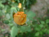 Roses - Juin 2004. Dans un jardin à Millas (66).