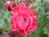 Roses - Juillet 2004. Cergy (95).