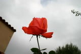 Roses - Janvier 2005. Dans un jardin à Millas (66).