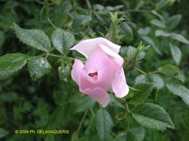 Roses - Mai 2004. Cergy (95).