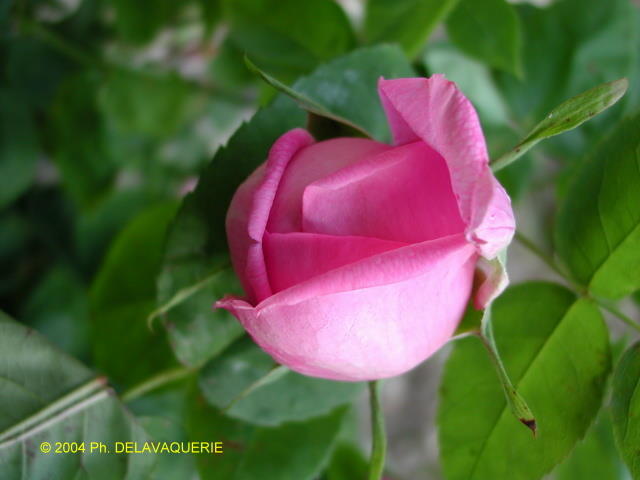 Roses - Juin 2004. Dans un jardin en Eure et Loir (28).