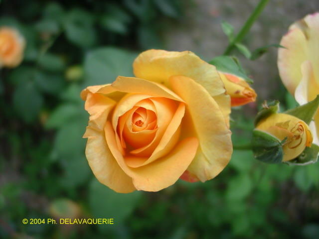 Roses - Juin 2004. Dans un jardin à Millas (66).