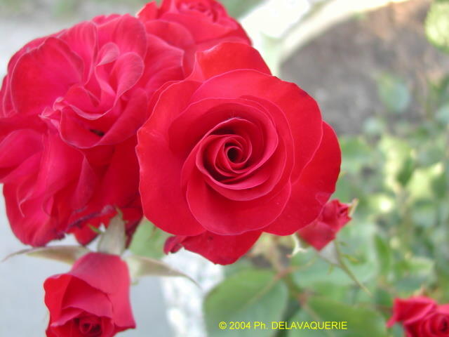 Roses - Juin 2004. Cergy (95).
