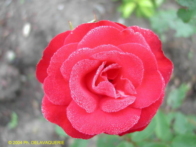 Roses - Juillet 2004. Cergy (95).