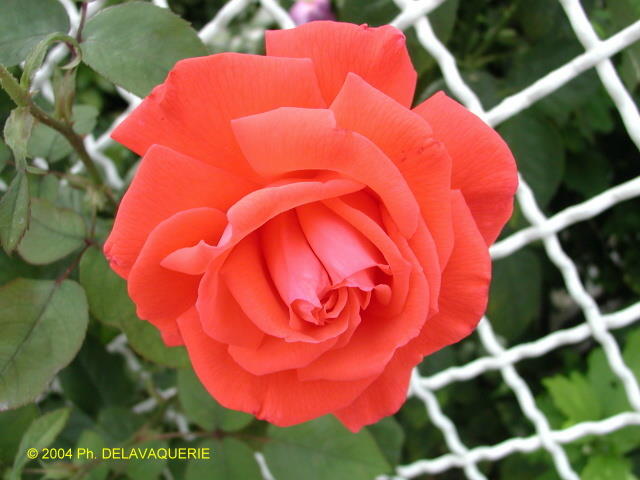 Roses - Juillet 2004. Dans un jardin à Sarcelles (95).