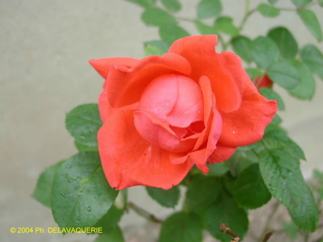 Roses - Août 2004. Dans un jardin en Eure et Loir (28).