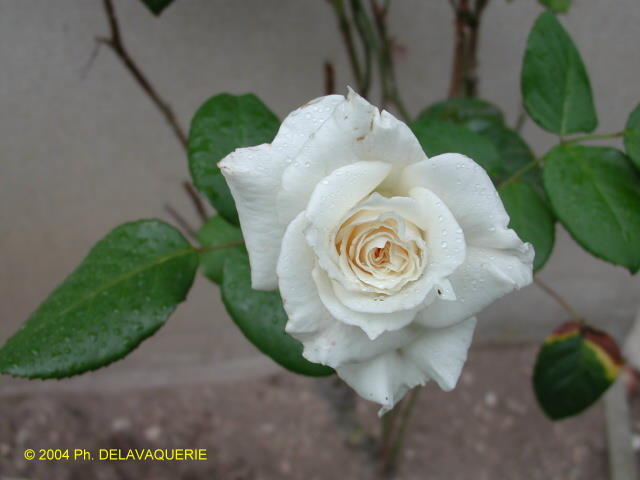 Roses - Août 2004. Dans un jardin en Eure et Loir (28).