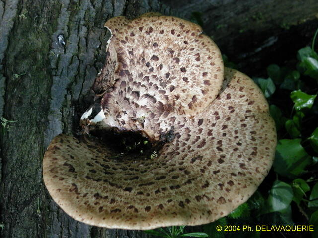 Champignons - Mai 2004. Un champignon parasite sur une souche dans les bois autour de Cergy (95).