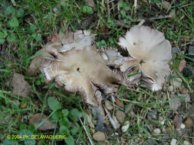 Champignons - Août 2004. Un champignon dans la campagne autour de Millas (66).