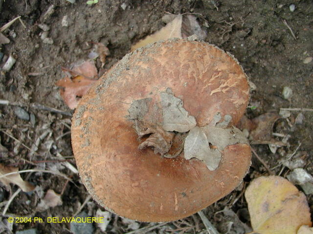 Champignons - Novembre 2004. Un champignon dans la campagne autour de Millas (66).