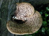 Champignons - Mai 2004. Un champignon parasite sur une souche dans les bois autour de Cergy (95).