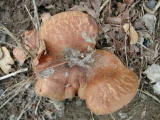 Champignons - Novembre 2004. Un champignon dans la campagne autour de Millas (66).