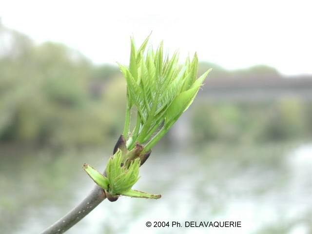 Fleurs diverses - Avril 2004. Pousse d'arbre sur les bords de l'oise près de Cergy (95).