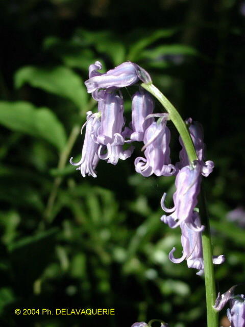 Fleurs diverses - Avril 2004. Clochettes dans la forêt d'Ecouen (95).