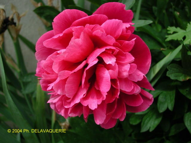 Fleurs diverses - Juin 2004. Pivoine dans un jardin en Eure et Loir (28).
