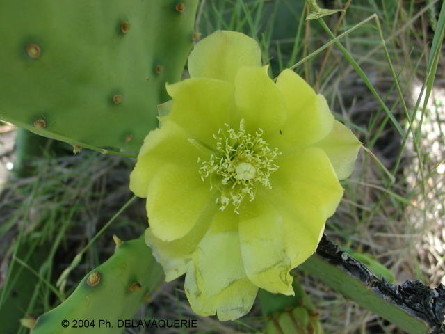 Fleurs diverses - Juin 2004. Fleur de cactus à Néfiach (66).
