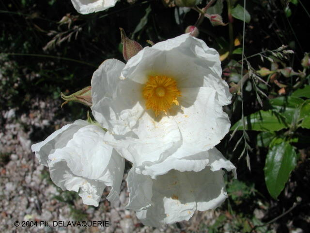 Fleurs diverses - Juin 2004. Fleurs sur le Canigou au col de Jou (66).