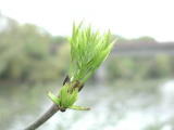 Fleurs diverses - Avril 2004. Pousse d'arbre sur les bords de l'oise près de Cergy (95).