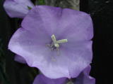 Fleurs diverses - Juin 2004. Fleurs sur les bords de l'oise près de Cergy (95).