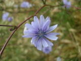 Fleurs diverses - Juin 2004. Fleur à Codalet (66).