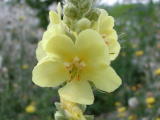 Fleurs diverses - Août 2004. Fleurs dans la forêt de Viarme (95).